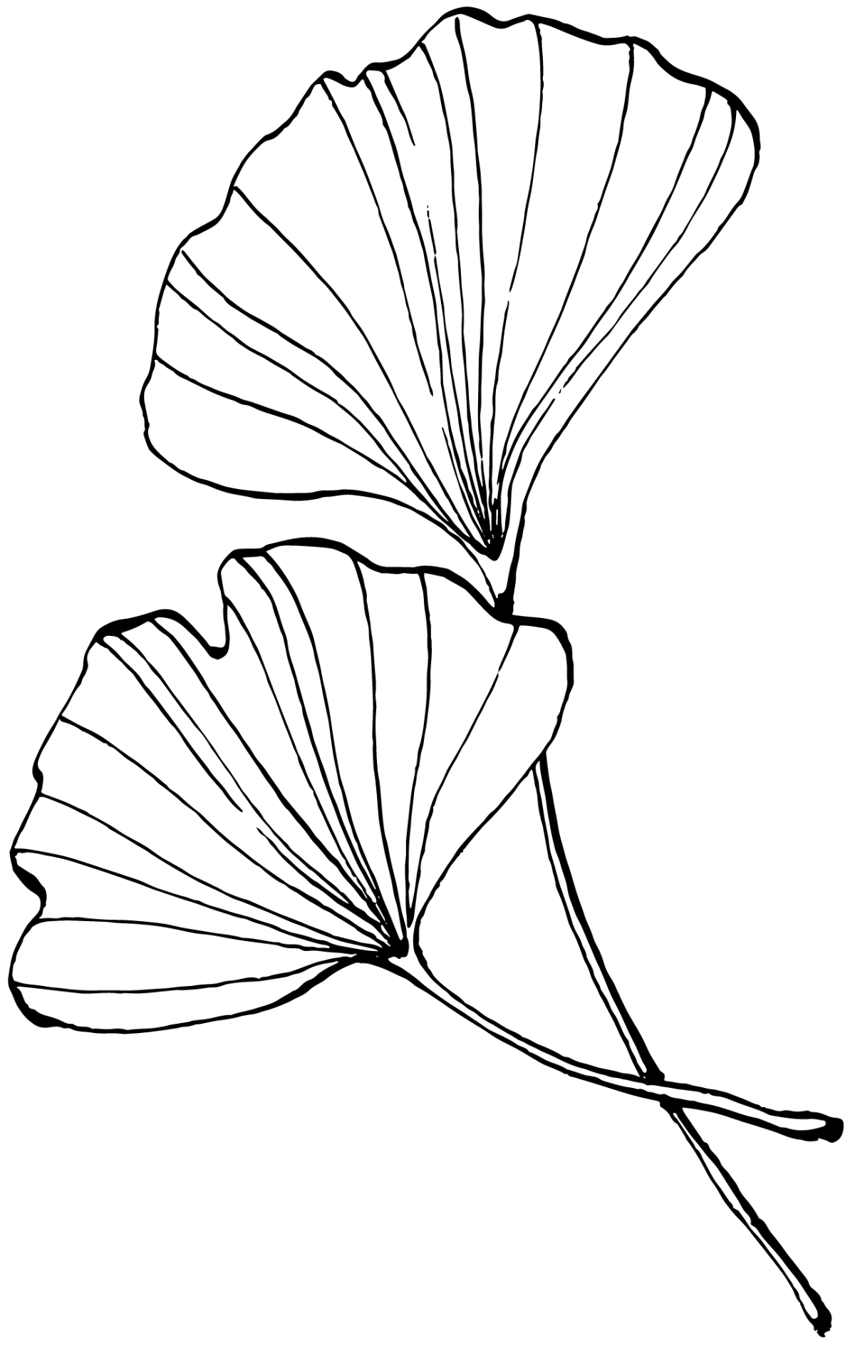 Ginkgo-Blätter